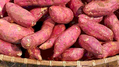 The Sakai Model for High-Value Specialty Crop Transition and Rural Revitalization 6 The Sakai Model for High-Value Specialty Crop Transition and Rural Revitalization