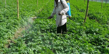 Rangpur’s Record Potato Push: A Model of Production Success Meets Post-Harvest Challenges