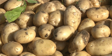Early Potato Harvest Booms in Austria: Acreage Up 22% Amid Optimal Weather Conditions