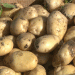 Early Potato Harvest Booms in Austria: Acreage Up 22% Amid Optimal Weather Conditions