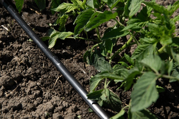 Revolutionäre Bewässerung: Wie das Tropfsystem D4000 von Rivulis die Landwirtschaft auf schwierigem Gelände verändert