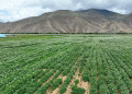 From Blossoms to Prosperity: How Tibet’s Potato Fields Are Blooming Into an Economic Powerhouse