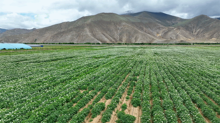 From Blossoms to Prosperity: How Tibet’s Potato Fields Are Blooming Into an Economic Powerhouse
