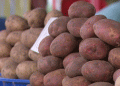 Recent Decline in Belgian and Dutch Processing Potato Prices: Causes and Implications