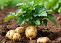 The Dry Matter Dividend: Why Valderredible’s 20% Threshold and EU Protection Represent a New Benchmark for Processing‑Quality Potatoes