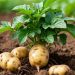 The Dry Matter Dividend: Why Valderredible’s 20% Threshold and EU Protection Represent a New Benchmark for Processing‑Quality Potatoes