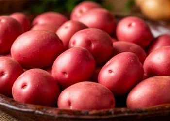Beyond the Dirt: Rethinking Washed vs. Unwashed Potatoes for Profitability and Post-Harvest Quality