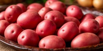 Beyond the Dirt: Rethinking Washed vs. Unwashed Potatoes for Profitability and Post-Harvest Quality