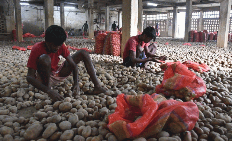 Potato Crisis in Bengal: Farmers Face Massive Losses as Prices Plummet and Government Fails to Act