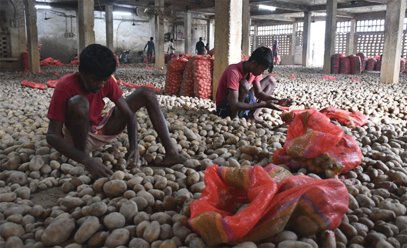 Potato Crisis in Bengal: Farmers Face Massive Losses as Prices Plummet and Government Fails to Act