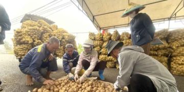 Vietnam’s An Sinh District Sets Record with Atlantic Potato Harvest, Boosting Incomes and Exports