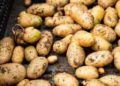 Kaliningrad Region Forced to Import Soy, Potato, and Vegetable Seeds from Other Russian Regions