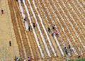 Spring rains and government support spur potato planting on 8,000 square meters of land in Cheng County