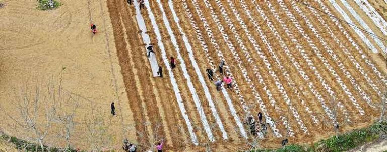 Spring rains and government support spur potato planting on 8,000 square meters of land in Cheng County