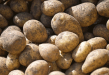 จากพระราชกฤษฎีกาสู่การเก็บเกี่ยวสถิติ: อำนาจเหนืออันยั่งยืนของมันฝรั่งเยอรมัน