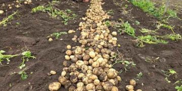 The $150 Million Question: Why South Korea’s Potato Market Expansion Is a Structural Shift, Not a Marginal Adjustment