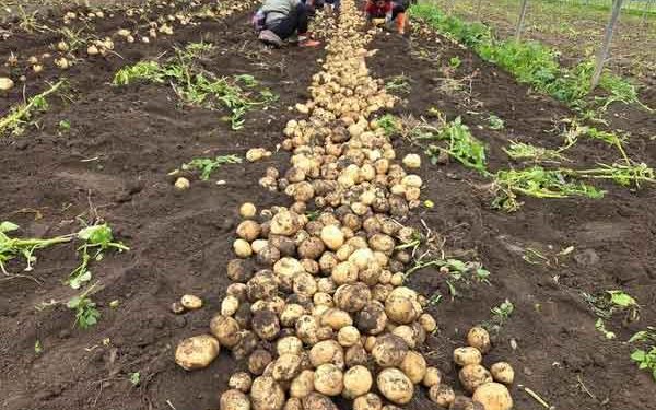 The $150 Million Question: Why South Korea’s Potato Market Expansion Is a Structural Shift, Not a Marginal Adjustment