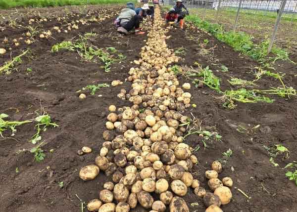 La domanda da 150 milioni di dollari: perché l'espansione del mercato delle patate in Corea del Sud è un cambiamento strutturale, non un aggiustamento marginale