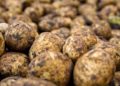 New Potato Nutrition Guide Released by PDA: Essential Insights on Phosphate and Potash for Higher Yields