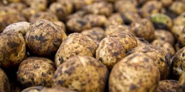 New Potato Nutrition Guide Released by PDA: Essential Insights on Phosphate and Potash for Higher Yields