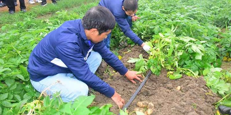 PepsiCo Linkage Model Proves Successful: FL2215 Potato Yield Delivers High Profits in Tuyen Quang