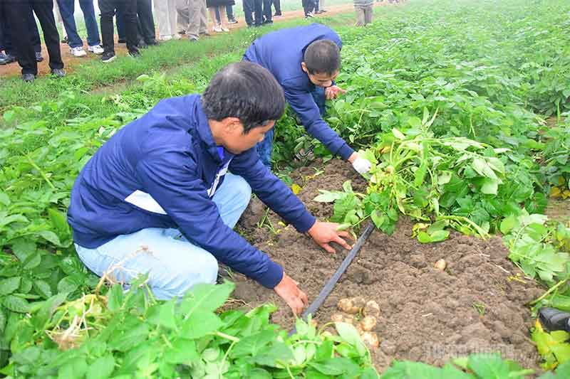PepsiCo Linkage Model Proves Successful: FL2215 Potato Yield Delivers High Profits in Tuyen Quang