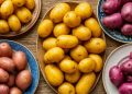 Genomic Breakthrough Cuts Potato Breeding Time in Half: A New Era for Tetraploid Crop Improvement