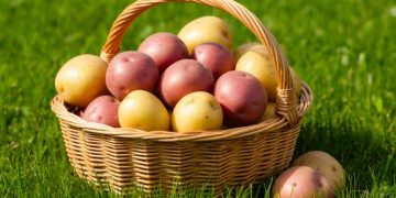 Russia’s Potato Self-Sufficiency: 98% Achievement and the New Frontiers in Agricultural Genetics