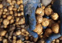 การเก็บเกี่ยวมันฝรั่งครั้งใหญ่ในเยอรมนี: กรณีศึกษาของการเติบโตอย่างรวดเร็ว การล่มสลาย และอนาคตทางพันธุกรรม