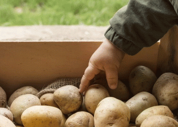 Beyond Expectation: Russia’s Potato Sector Achieves Historic Yield Milestone in 2025