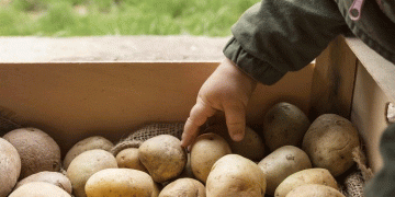 Beyond Expectation: Russia’s Potato Sector Achieves Historic Yield Milestone in 2025