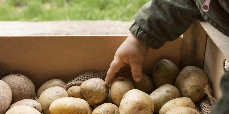 Beyond Expectation: Russia’s Potato Sector Achieves Historic Yield Milestone in 2025
