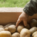 Beyond Expectation: Russia’s Potato Sector Achieves Historic Yield Milestone in 2025