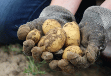 A Near Miss: PMTV Detection in Storage Underscores the Value of Robust Biosecurity