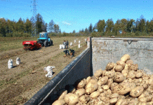 El costo oculto de la cosecha: una mirada al trabajo forzado de estudiantes en los campos de papa de Corea del Norte