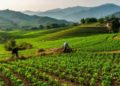90 Tons of Seed Potatoes “Turn into Gold”: Spring Plowing in Sinan County Brings New Hope for Rural Revitalization