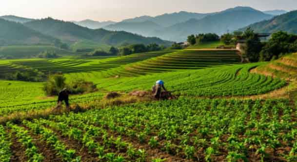 90 Tons of Seed Potatoes "Turn into Gold": Spring Plowing in Sinan County Brings New Hope for Rural Revitalization 20 90 Tons of Seed Potatoes “Turn into Gold”: Spring Plowing in Sinan County Brings New Hope for Rural Revitalization