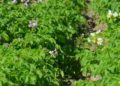 May to Decide the Fate of Potato Pests in Komi: Scientists Warn of Potential Outbreak