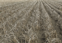 La podridura als camps: un estudi de cas sobre el fracàs del mercat i els perills de la producció sense contracte