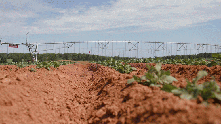 Cavish Farms Leads the Way: How Sustainable Potato Farming is Shaping P.E.I.’s Agricultural Future