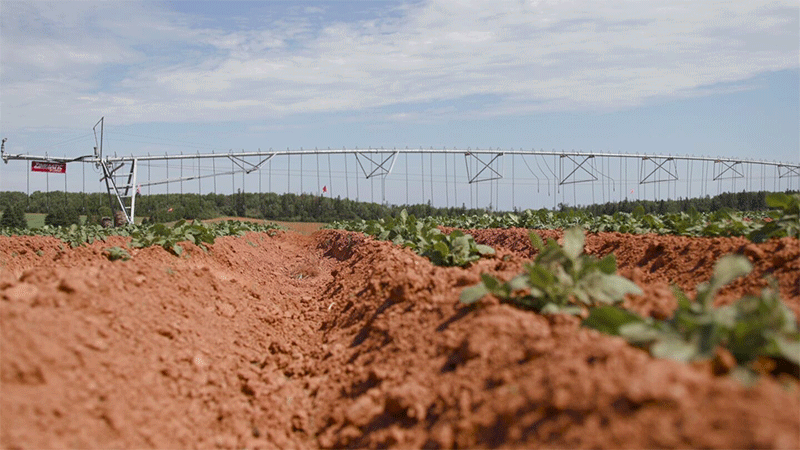 Cavish Farms Leads the Way: How Sustainable Potato Farming is Shaping P.E.I.’s Agricultural Future