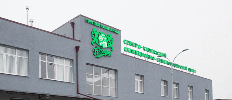 FAT-AGRO Dominates Russia’s Potato Seed Market: How One Company Supplies Over 50% of National Demand