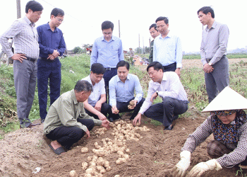 Successful Potato Production Partnership Set for Major Expansion in Nga Son Commune
