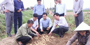 Successful Potato Production Partnership Set for Major Expansion in Nga Son Commune