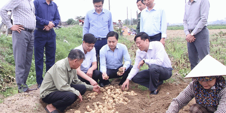 Successful Potato Production Partnership Set for Major Expansion in Nga Son Commune