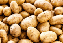 Record Harvest, Rock-Bottom Prices: The Belgian Potato Paradox