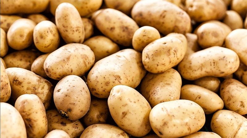Rekordernte, Tiefstpreise: Das belgische Kartoffelparadox