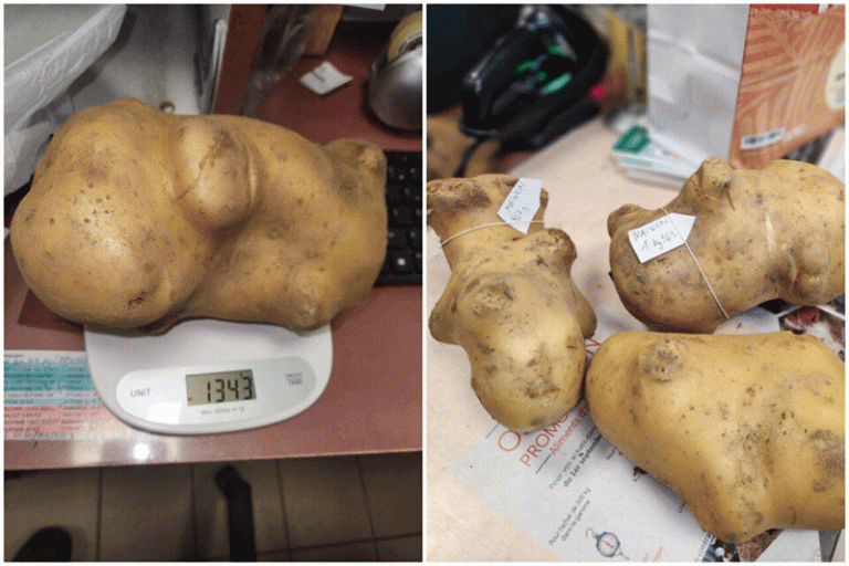 Beyond the Giant Tuber: What a 1.3 kg Potato Reveals About Modern Varietal Potential 23 Beyond the Giant Tuber: What a 1.3 kg Potato Reveals About Modern Varietal Potential