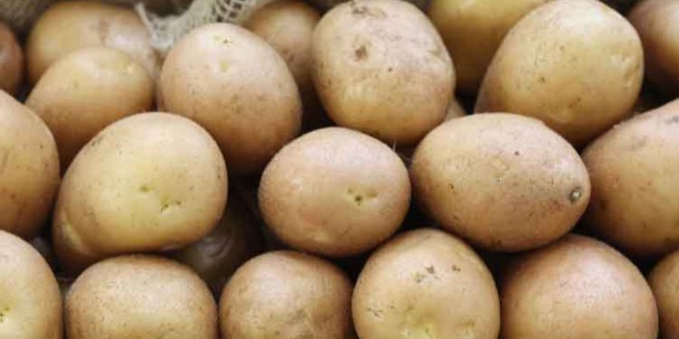Nizhny Novgorod Region Plans to Grow 412,000 Tons of Potatoes in 2026