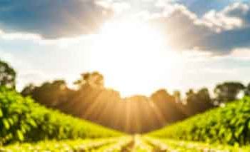 The Agrivoltaic Equation for Potatoes: Quantifying the Trade-off Between Shade, Water, and Revenue